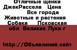 Отличные щенки ДжекРассела › Цена ­ 50 000 - Все города Животные и растения » Собаки   . Псковская обл.,Великие Луки г.